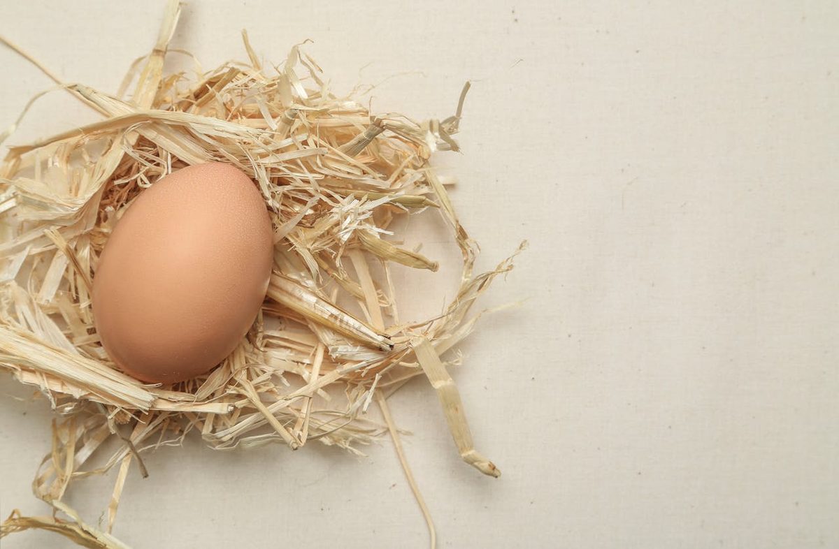 Oeuf brun dans un nid de paille