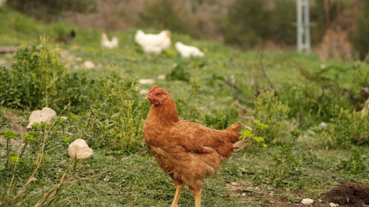 Poule rousse dans un pré vert ensoleillé
