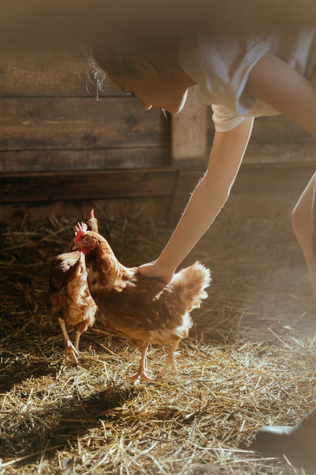 Enfant qui câline une poule dans un jardin
