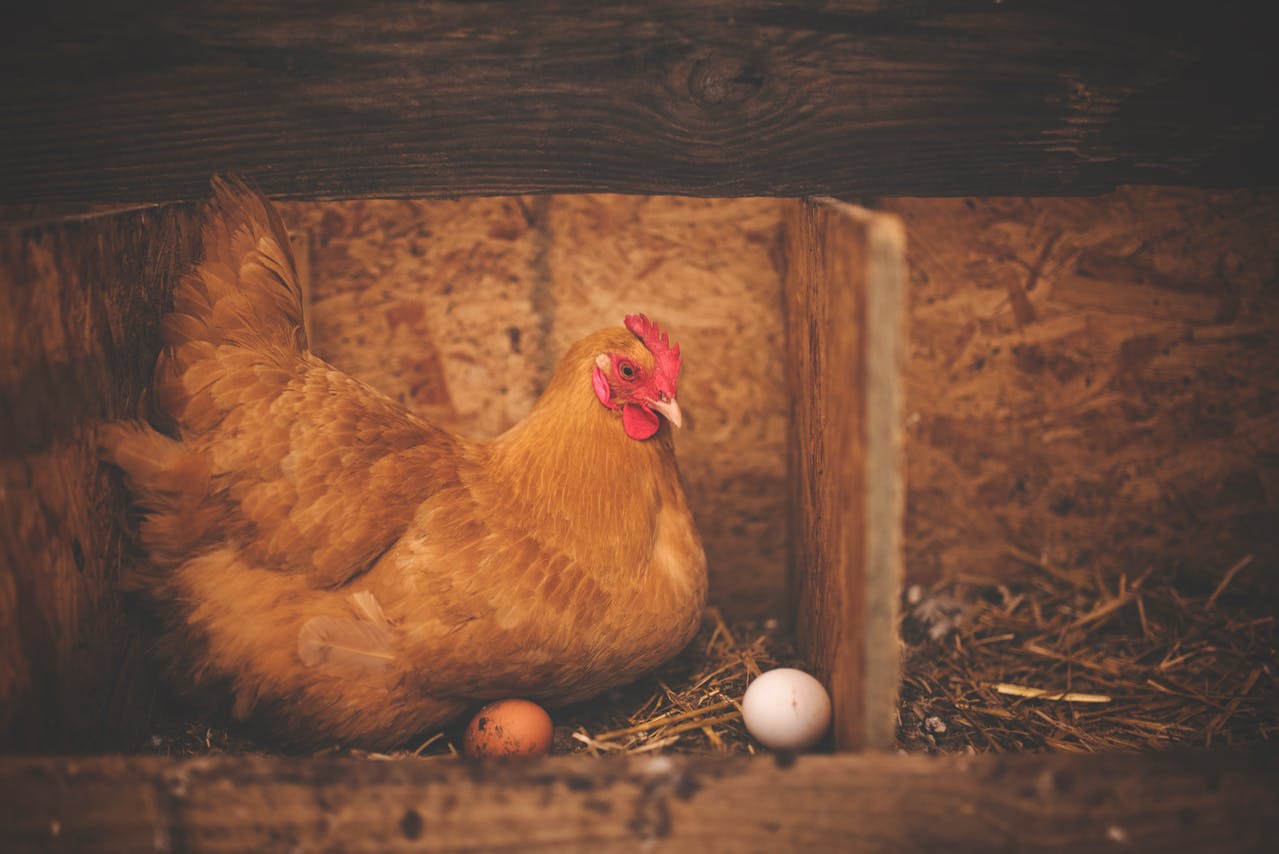 Poule dans un pondoir en bois avec des œufs