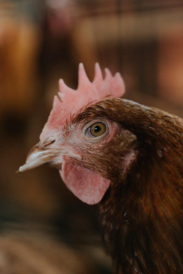 Portrait en gros plan d'une poule, œil vif et plumage net