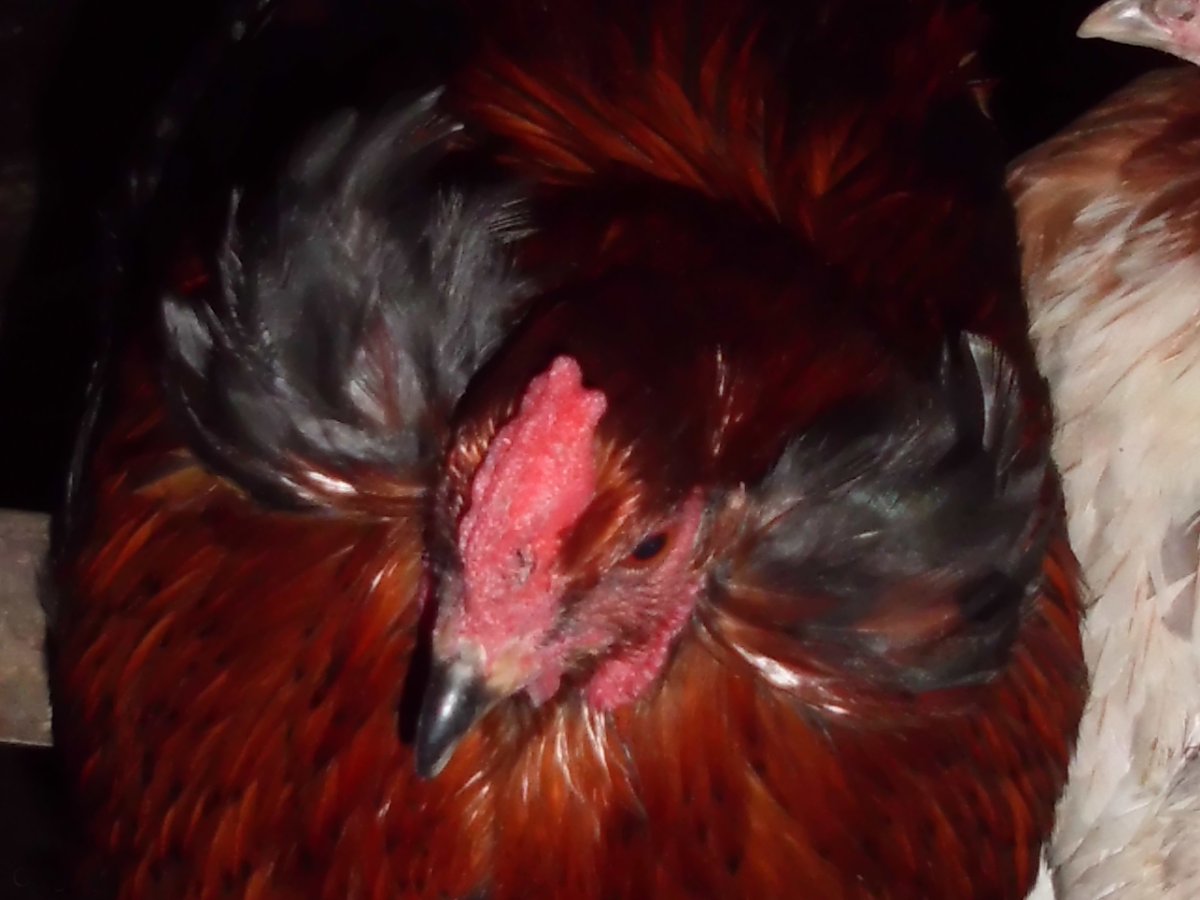 Poule Araucana
