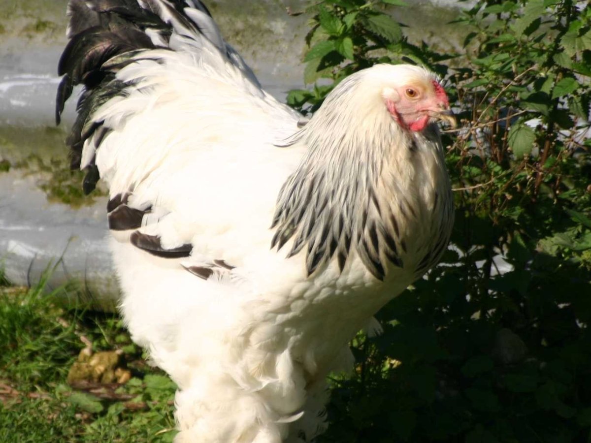 Poule Brahma