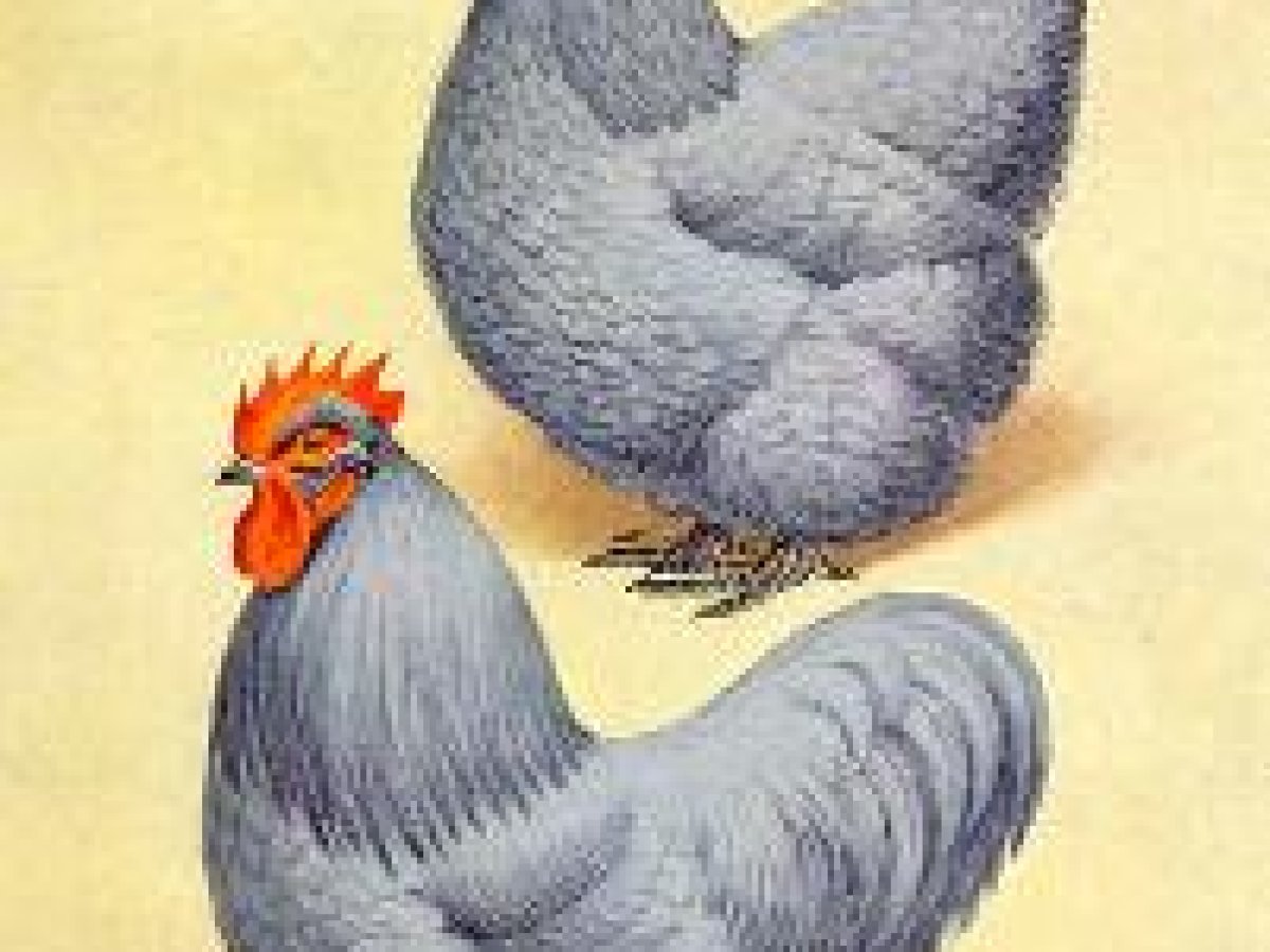 Poule Orpington