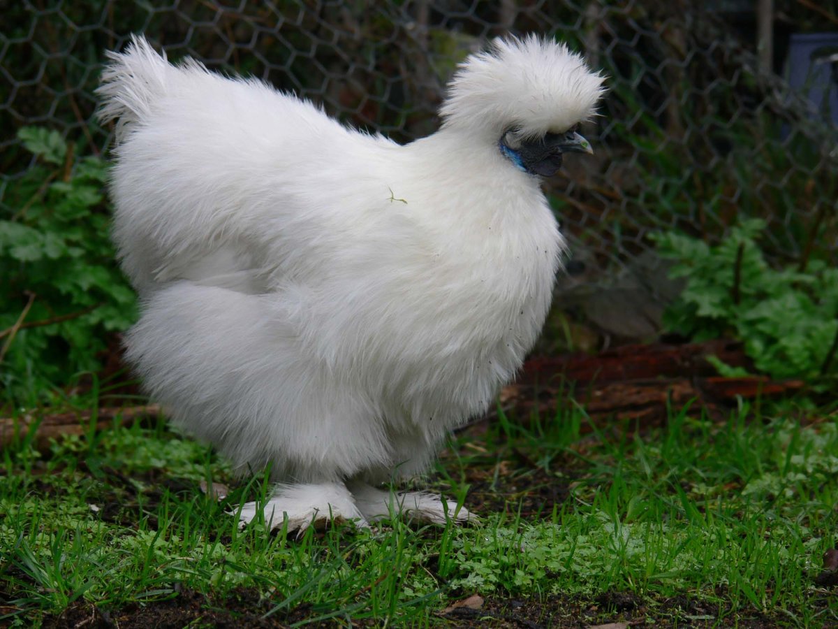 Poule de Soie