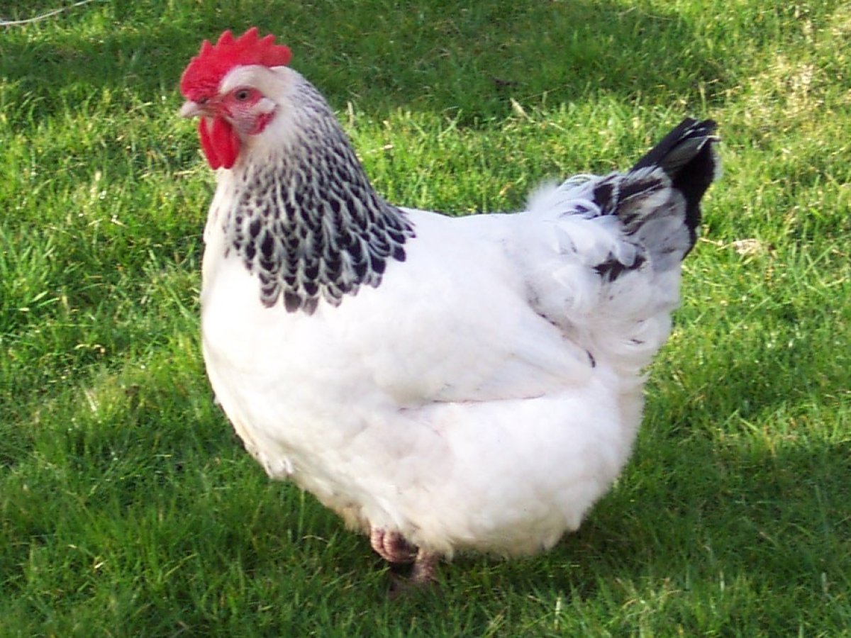 Poule Sussex
