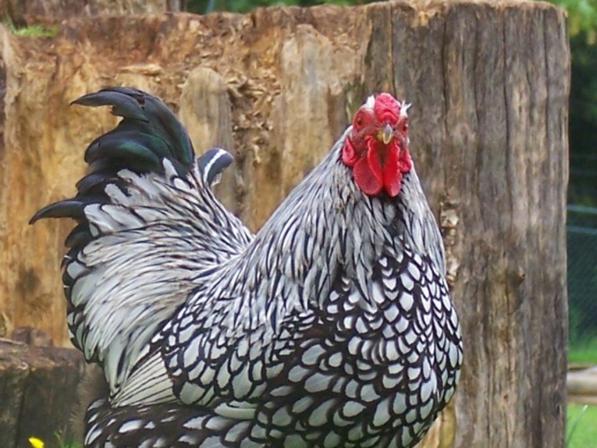 Poule Wyandotte