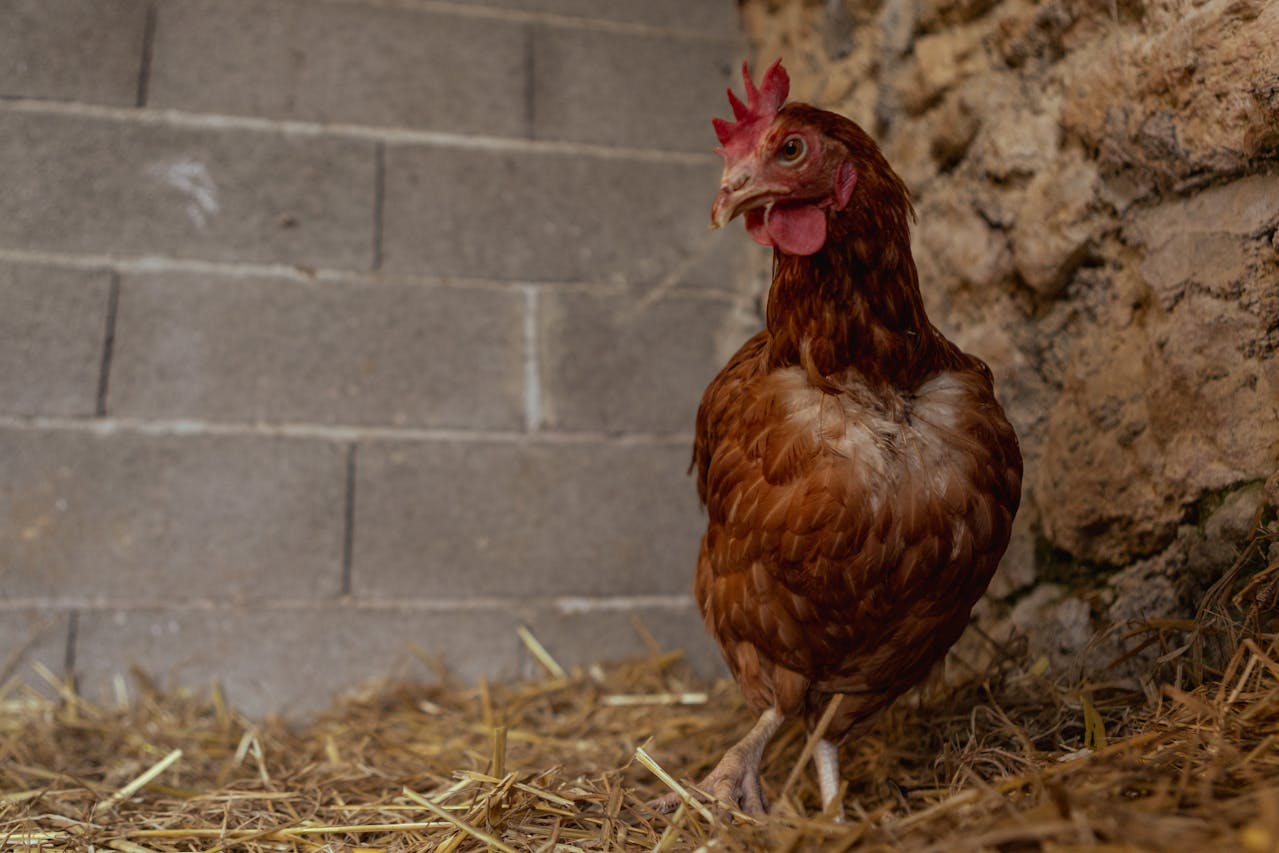 Poule dans un poulailler avec de la paille